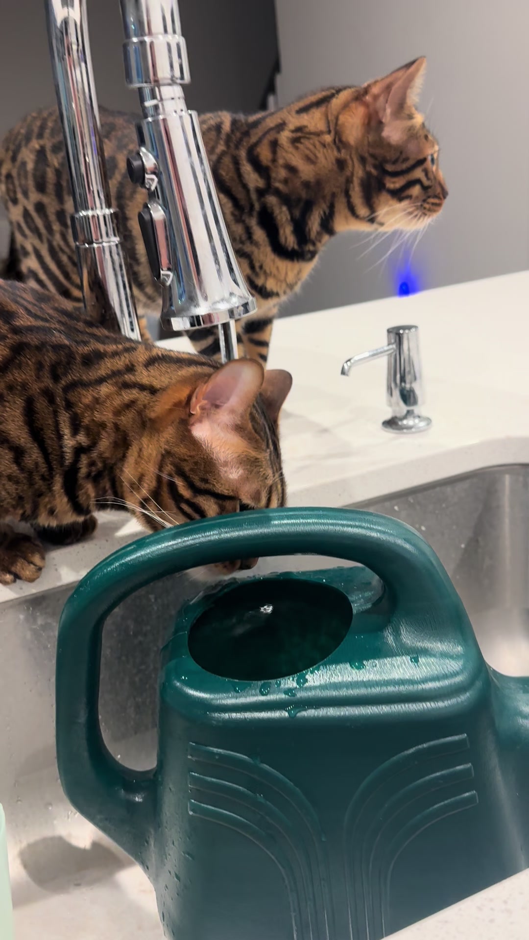 @Tiny Leopard Cats