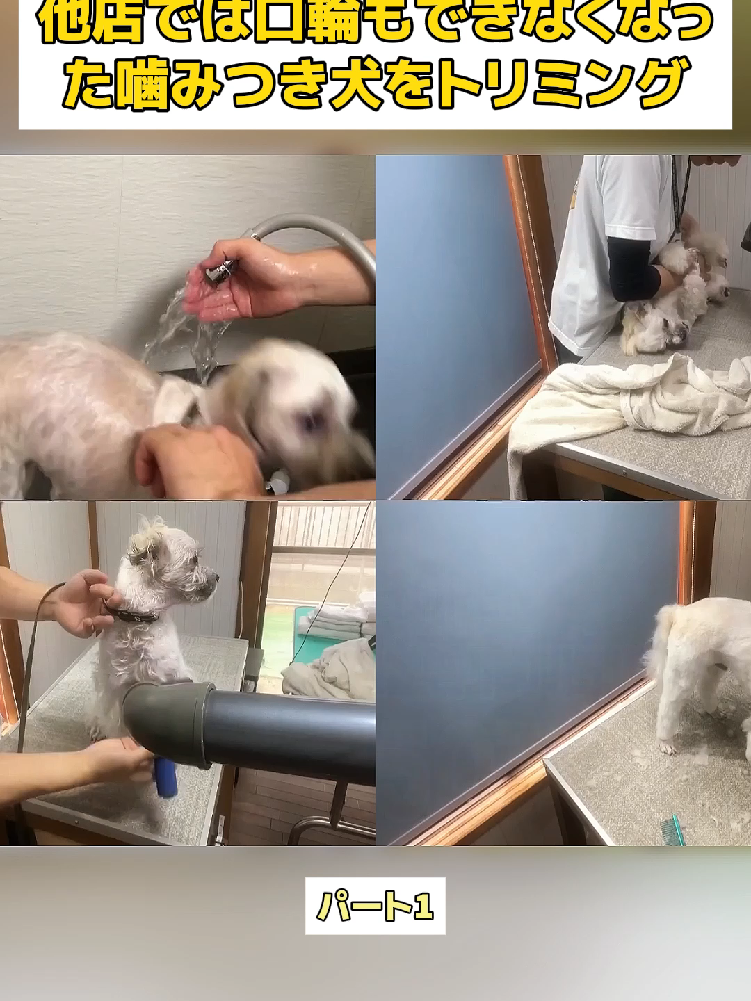 @Dog fun&rsquo;s lovers