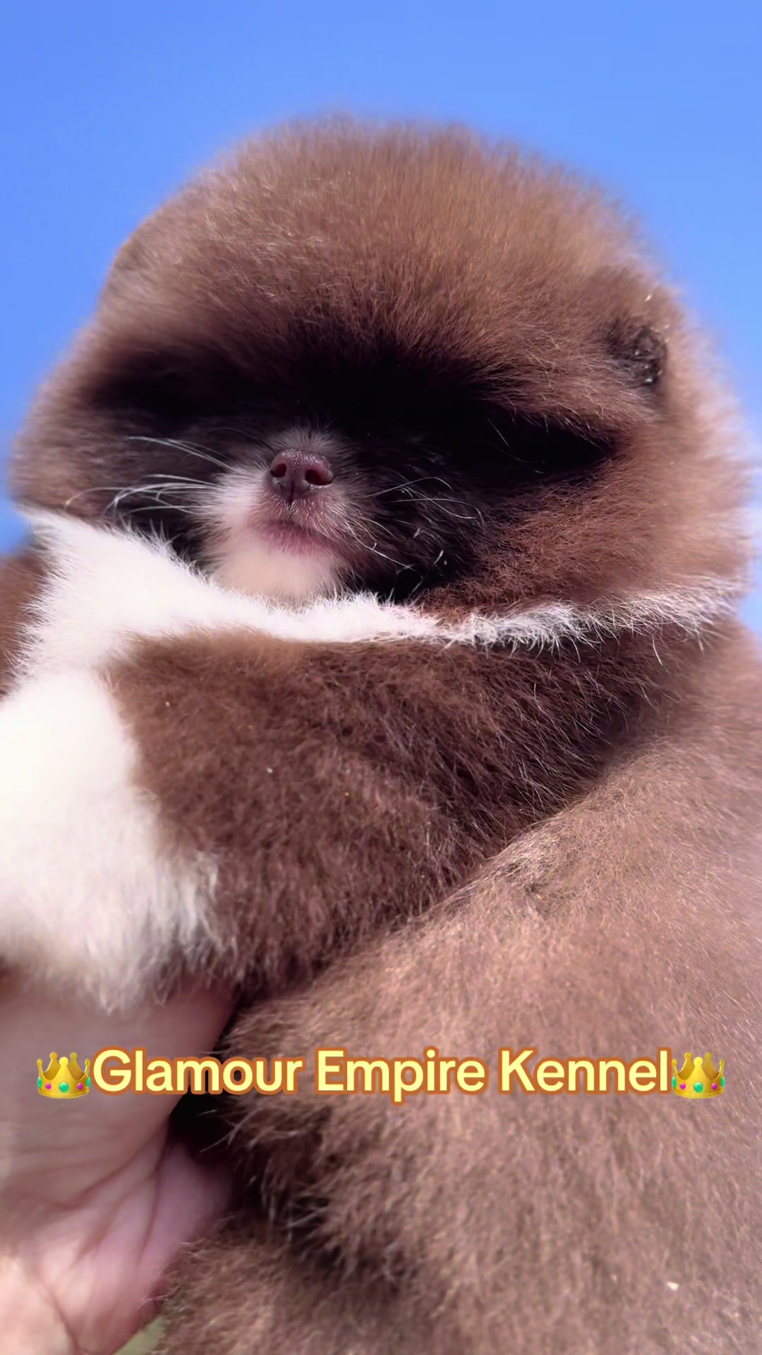 @Pomeranian.Glamour
