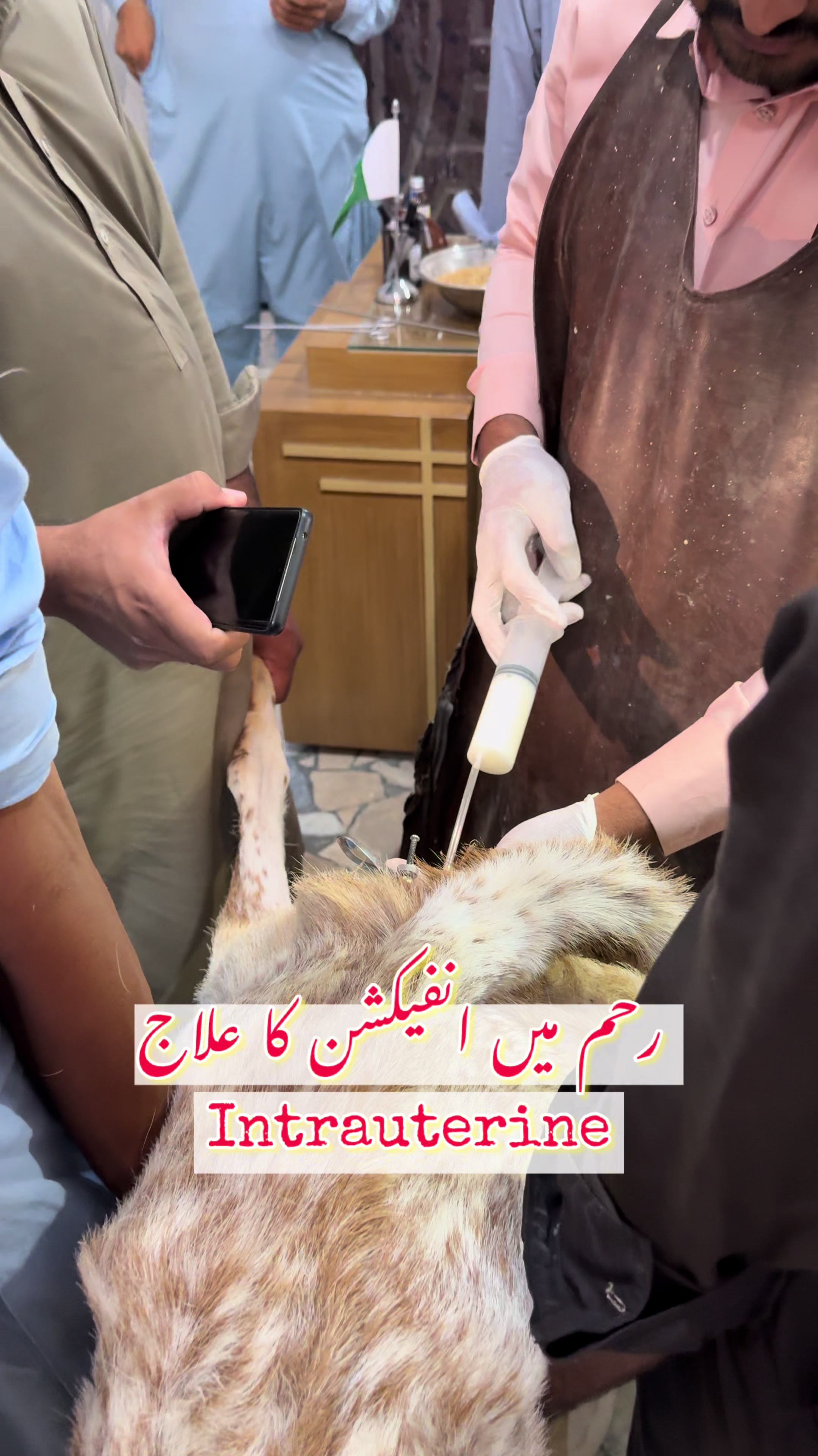@vet.dr.mohsin4800