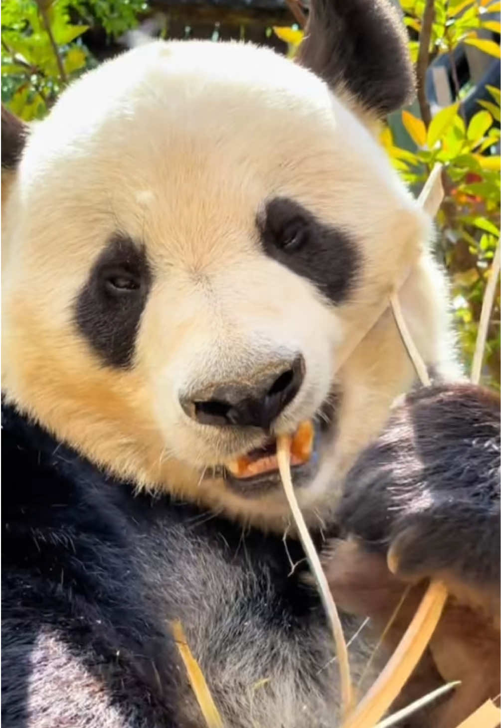 @Cute Animals 🐼