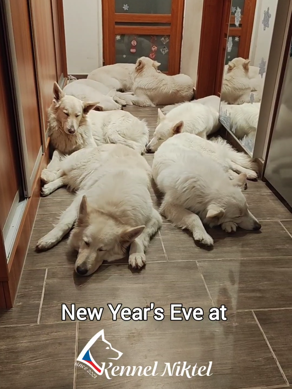 @Kennel Niktel