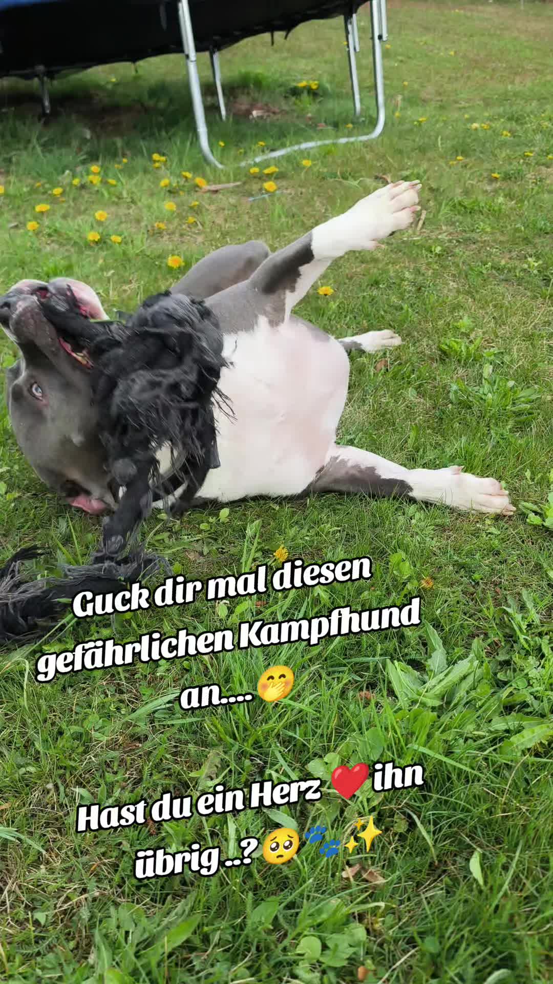 @Kampfschmusser_Nero🖤