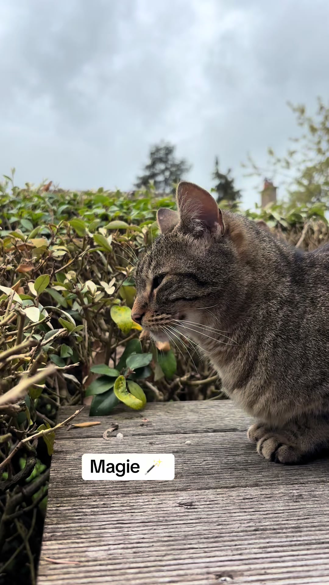 @Bulle la chatte 🐈