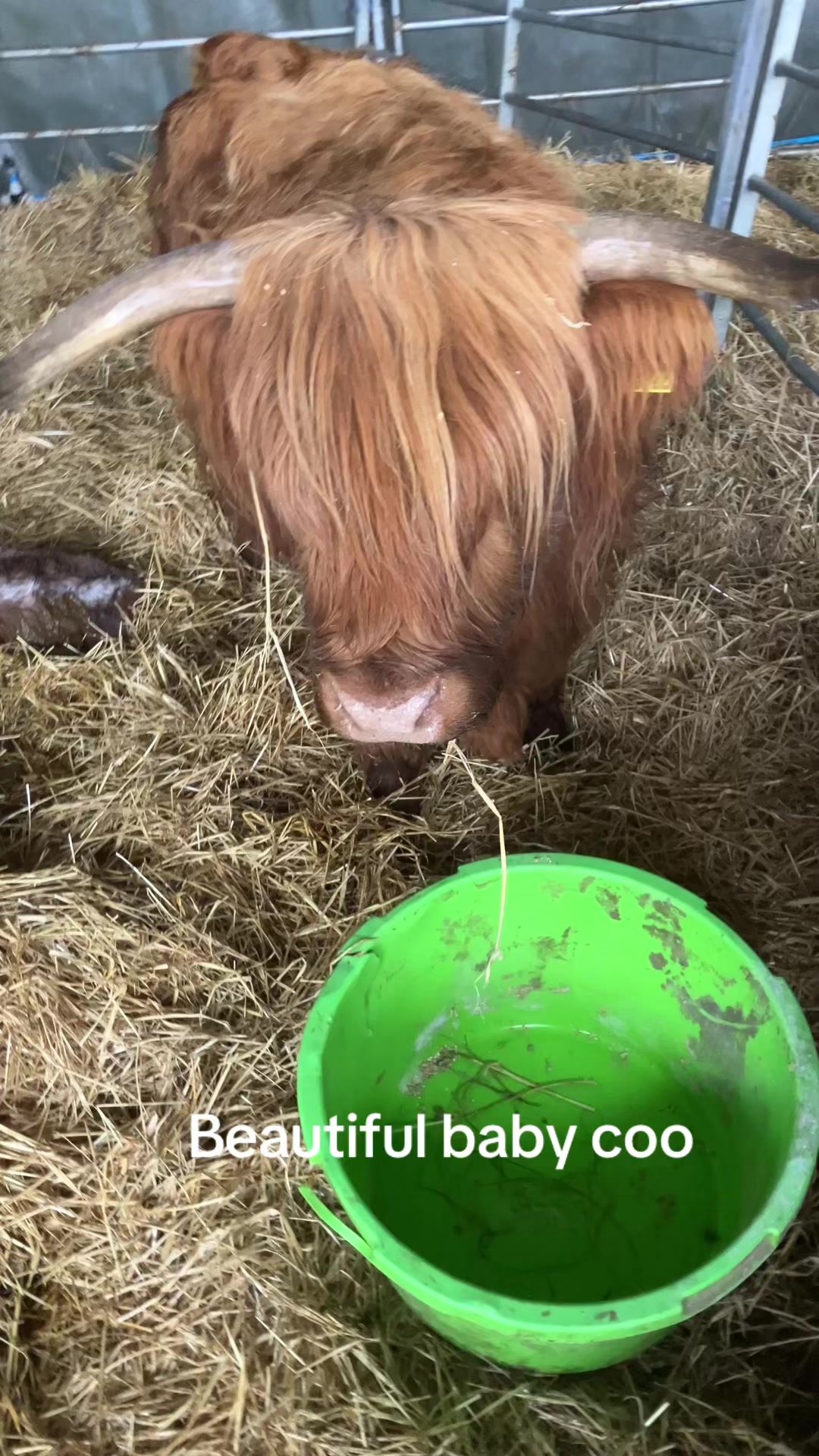 @Highland Coo Clan