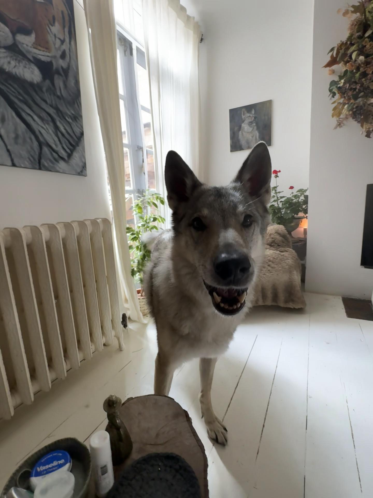 @Warwicks Wolfdog