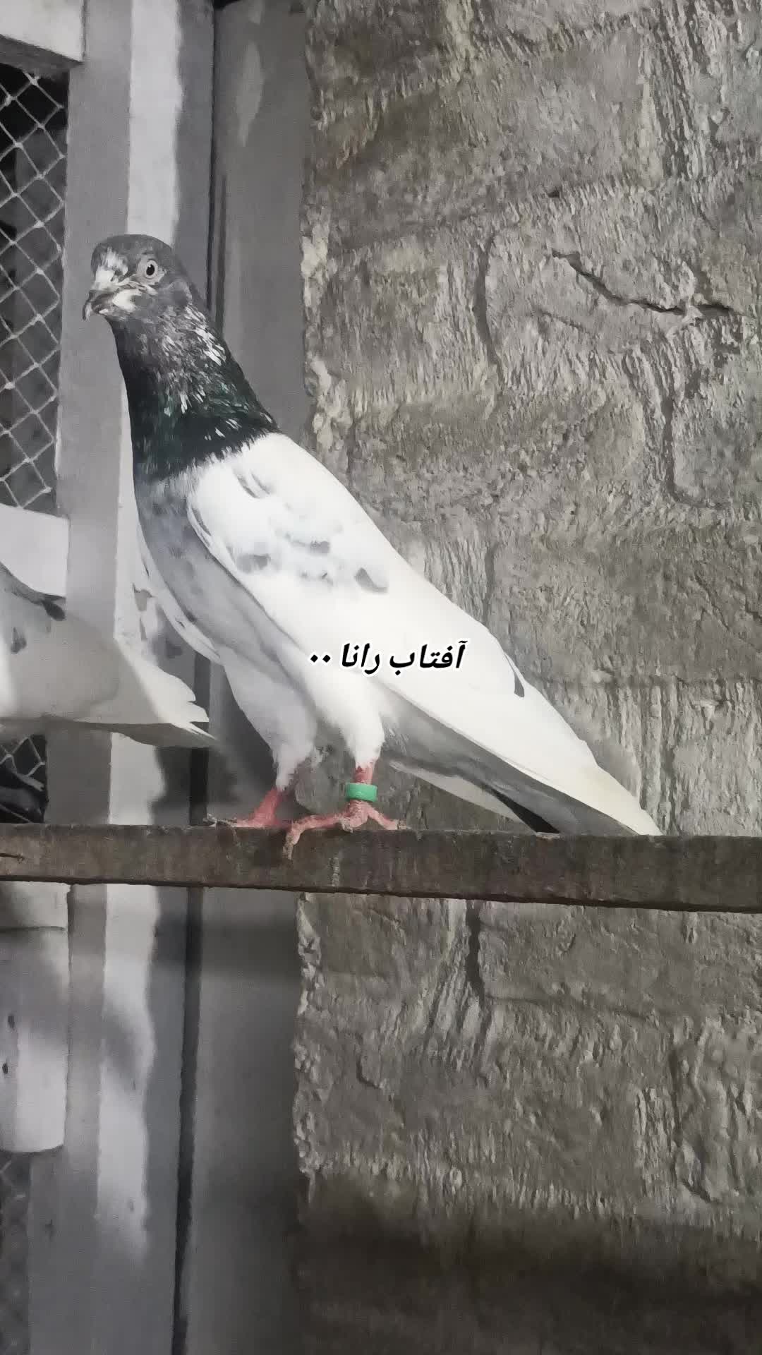 @آفتاب رانا۰۰(میانوالی)