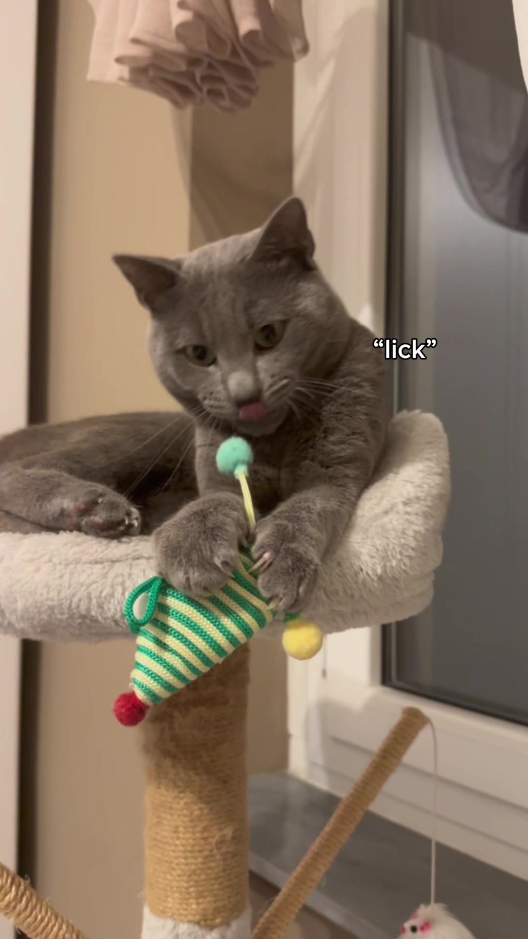 @Toby The Kitten