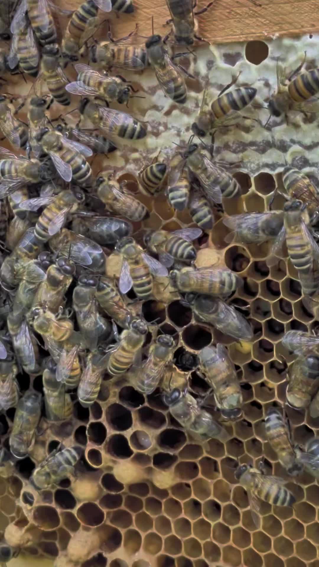 @Wisconsin Bee Company