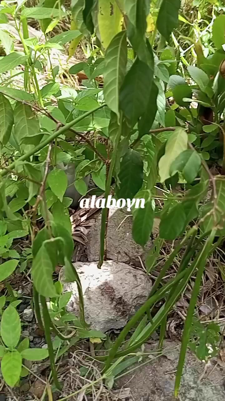 @Dr Omltognu Ogbomnso