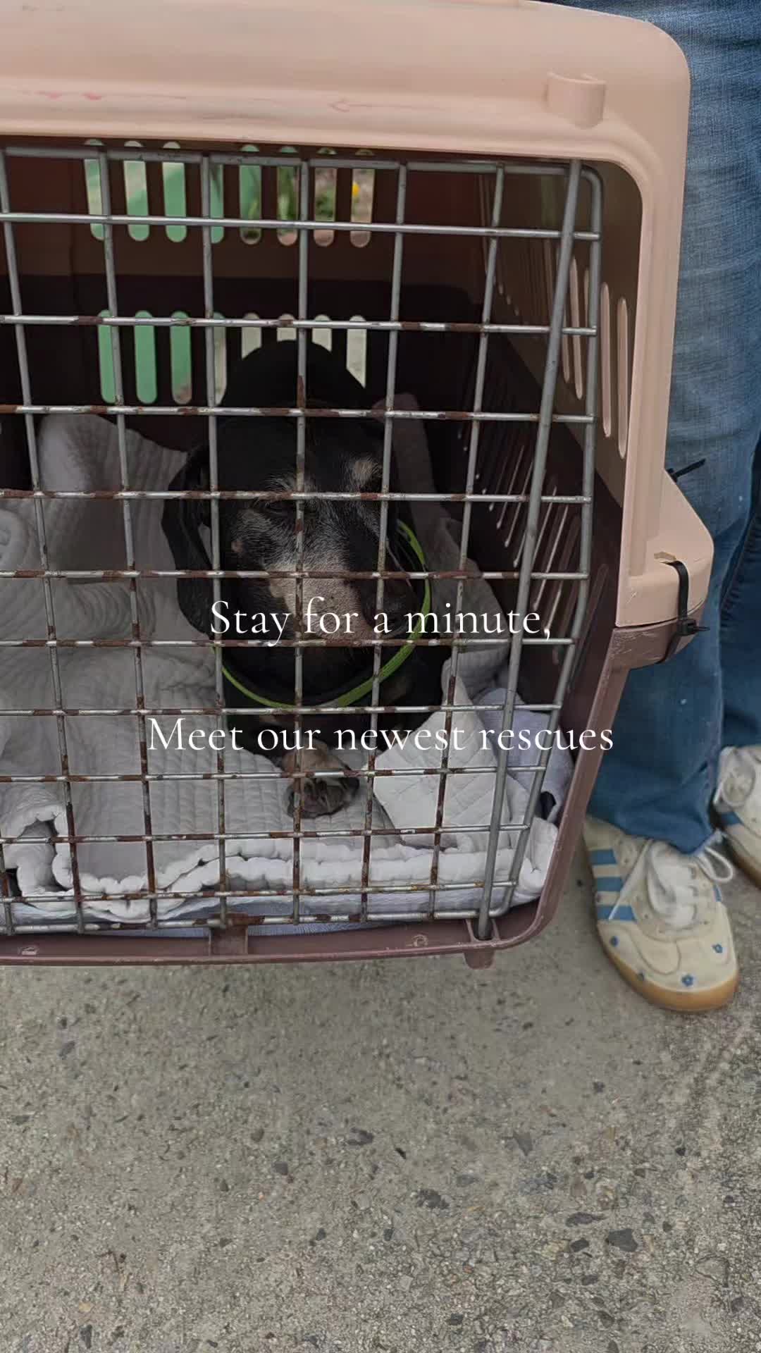 @DMT Dachshund Rescue 🐾