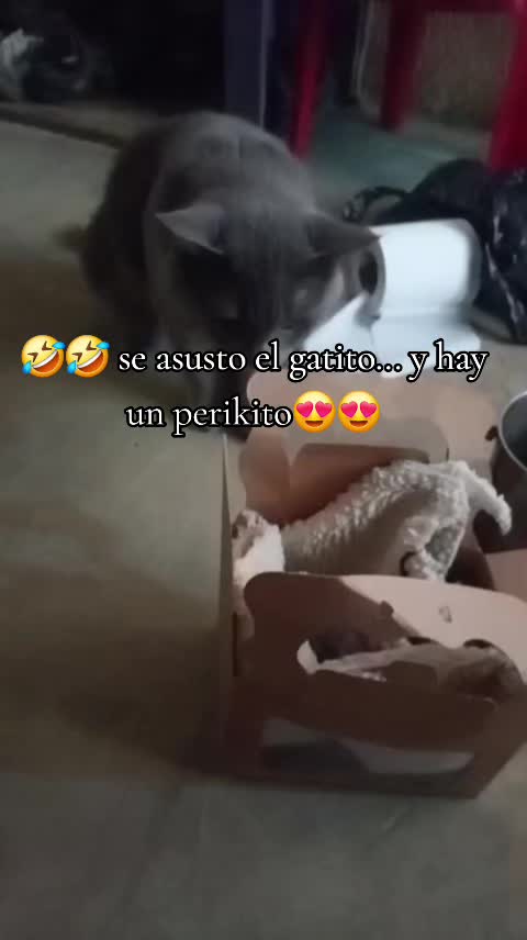 @juli^🇬🇹chapina 🇬🇹🫶😘