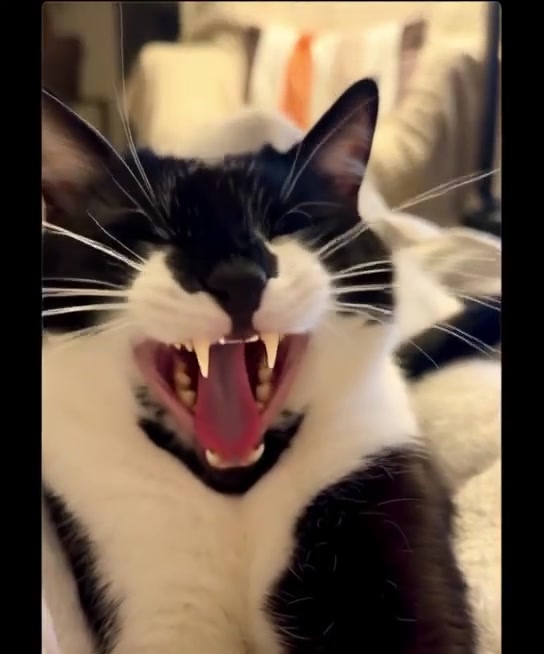 @Chibi.the.cat