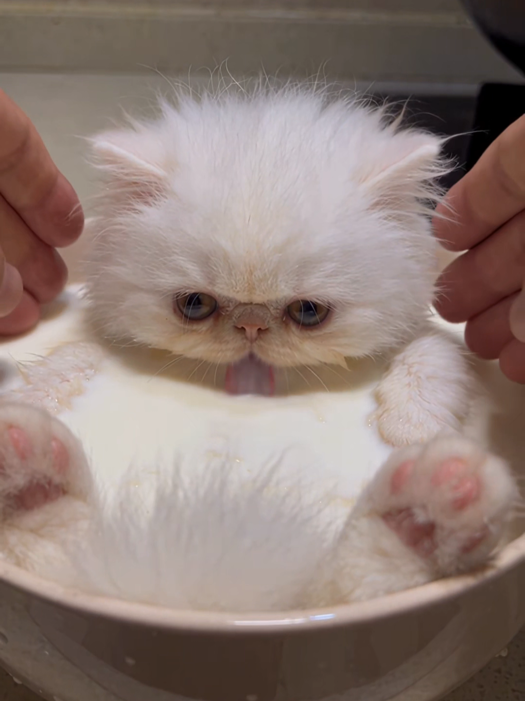 @Chonky World Of Cats