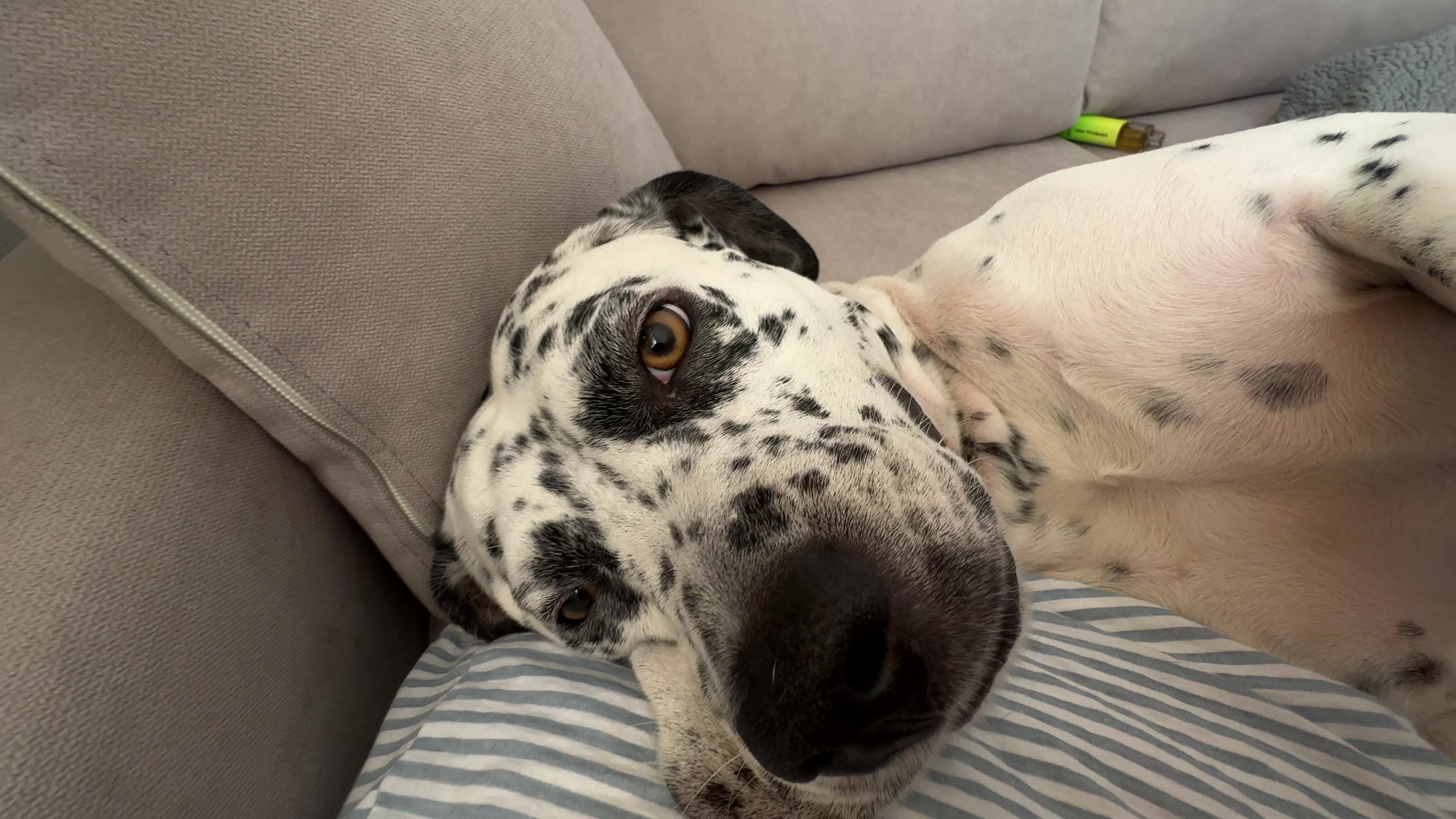 @spottybonnie