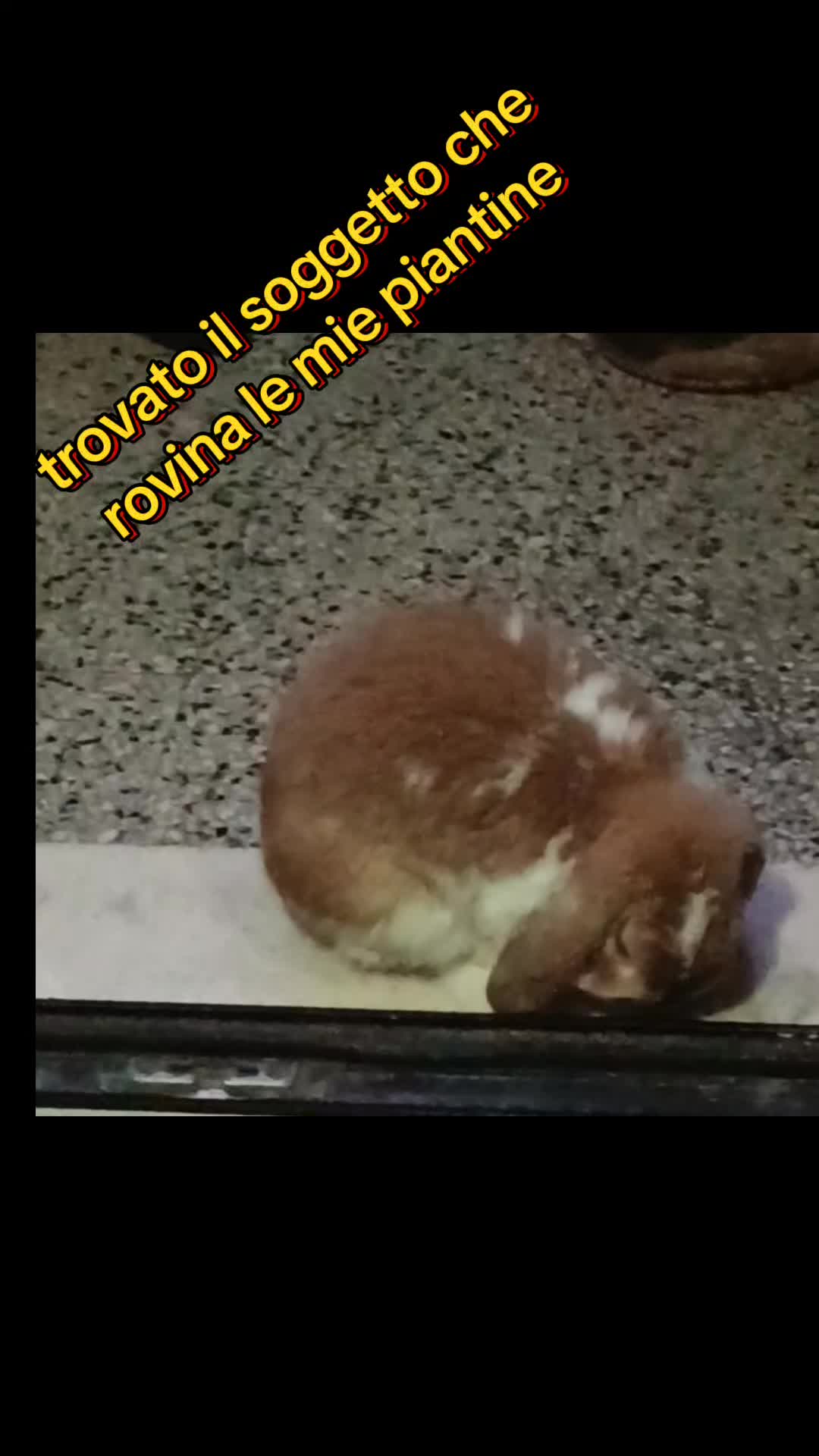 @carolg