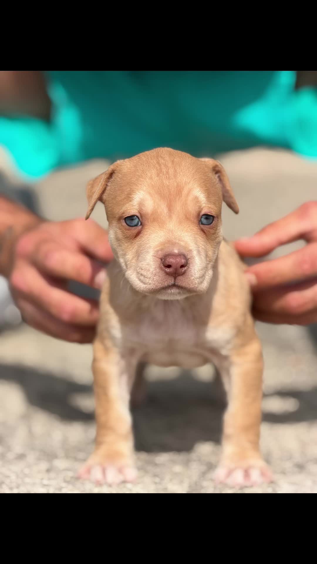 @RedForcePitbull