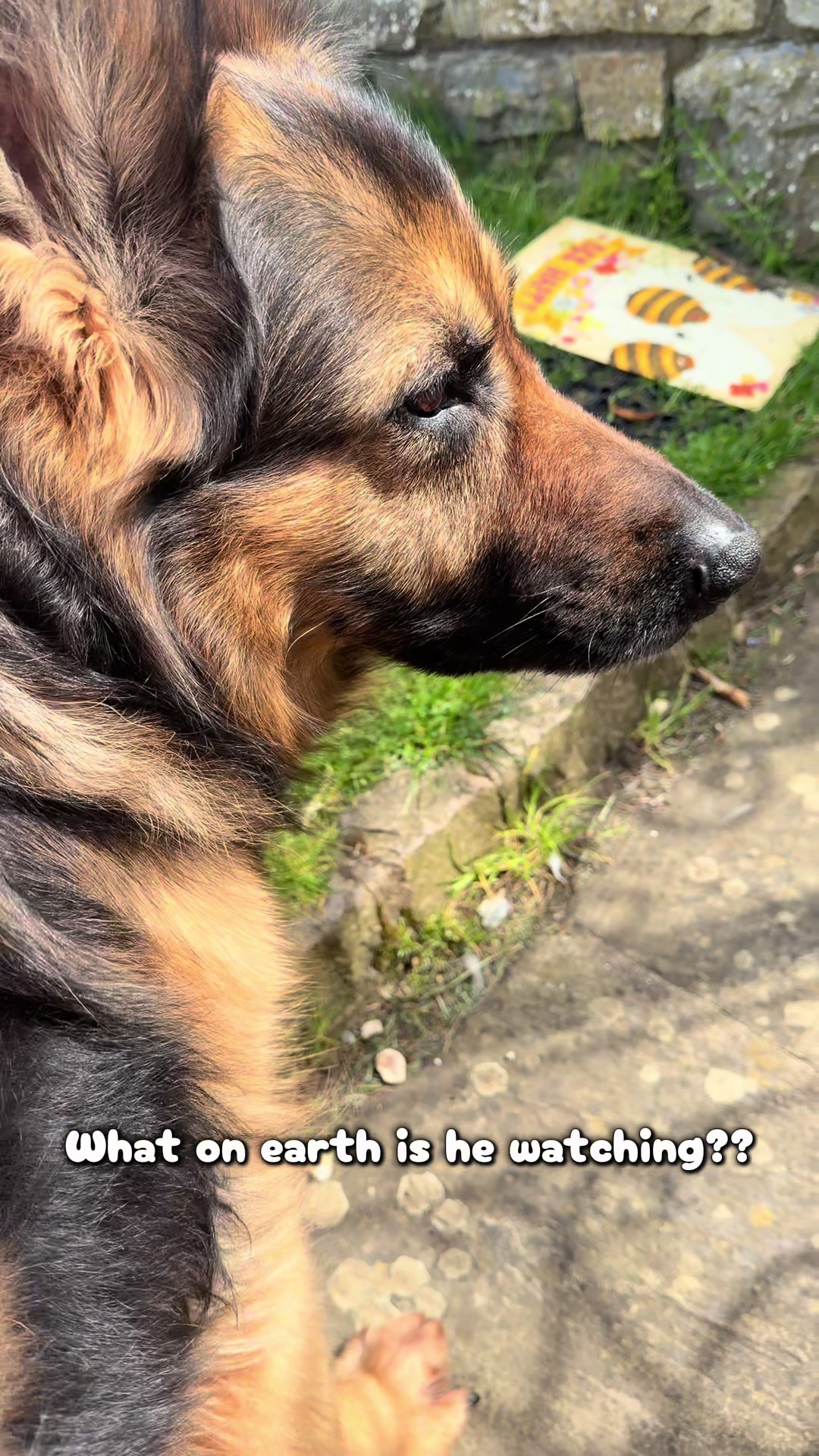 @TheGSDhubwithjennygould
