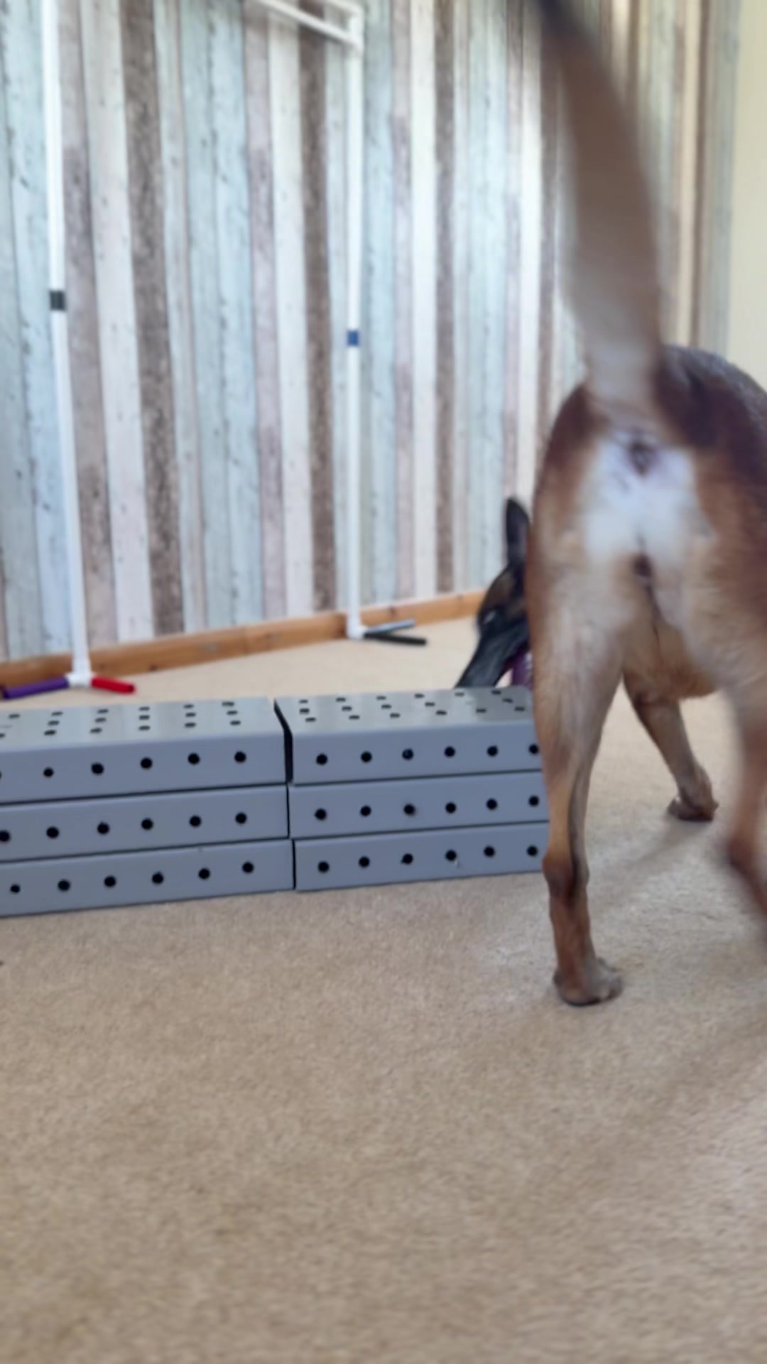 @Alexandra Butler-Enigma Canine