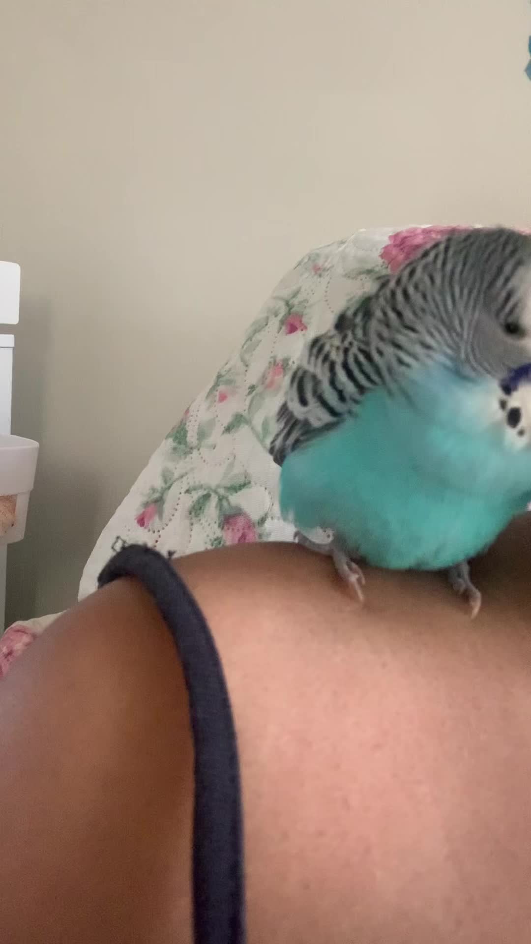 @Blu_the_budgie 🇹🇹