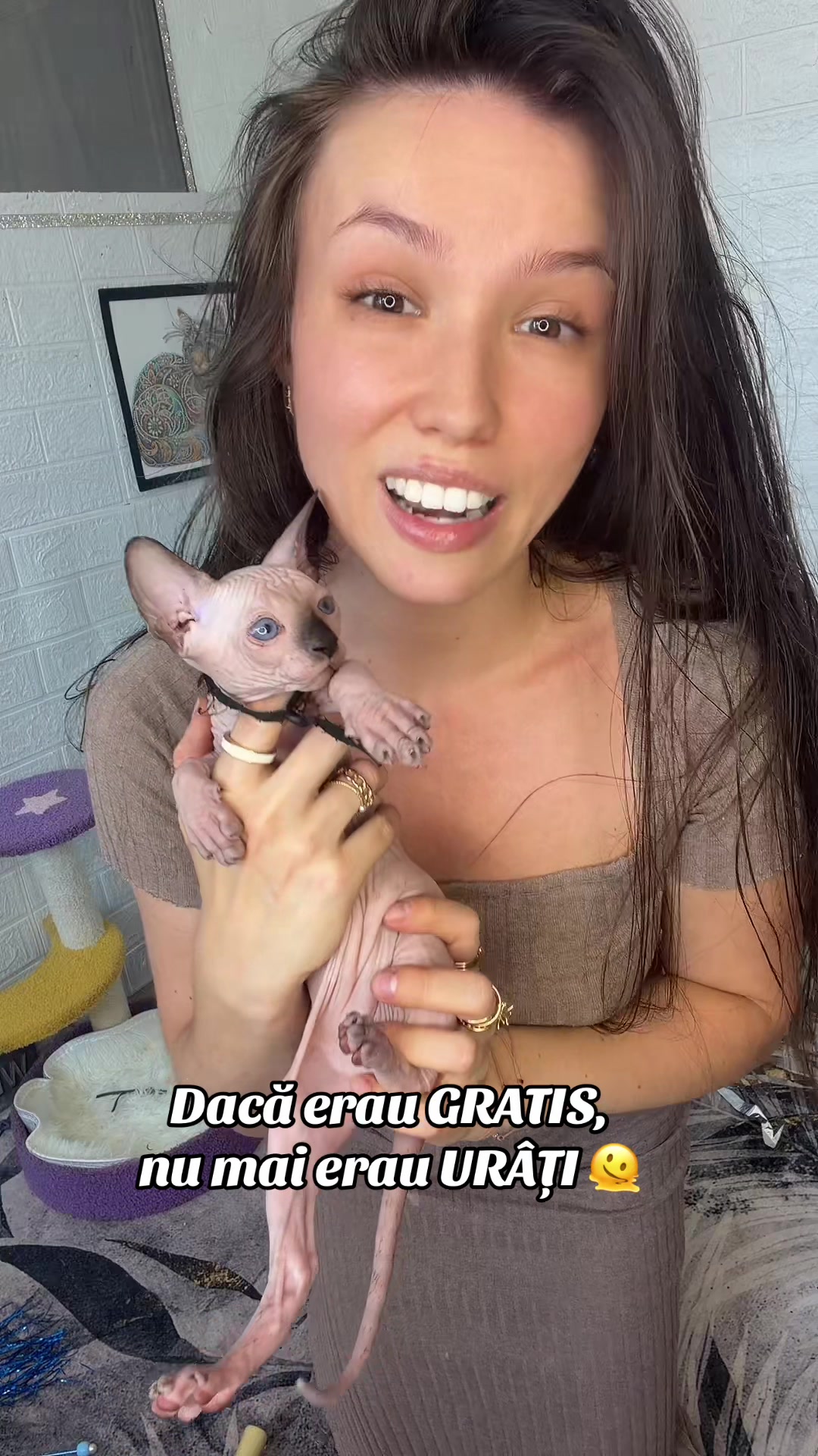 @Diana Ciortan Sphynx Romania