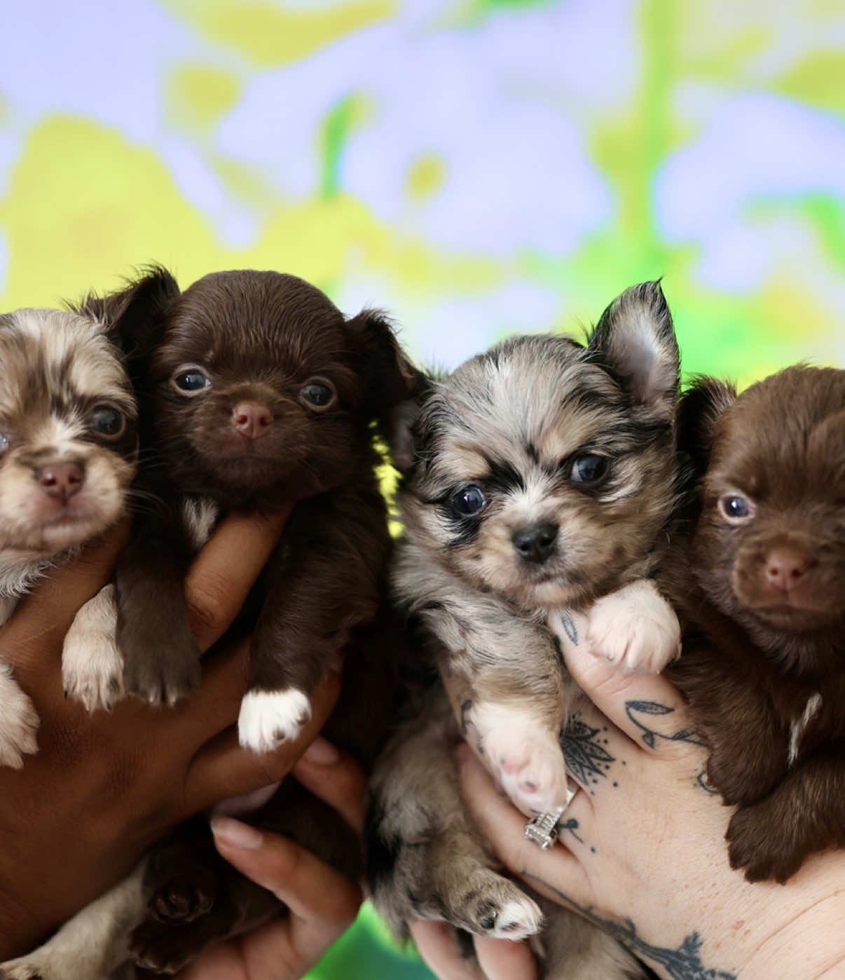 @DynastyKennels