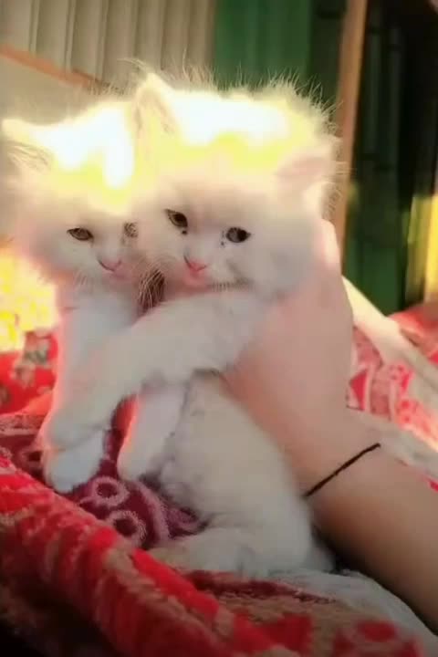 @soni-girl