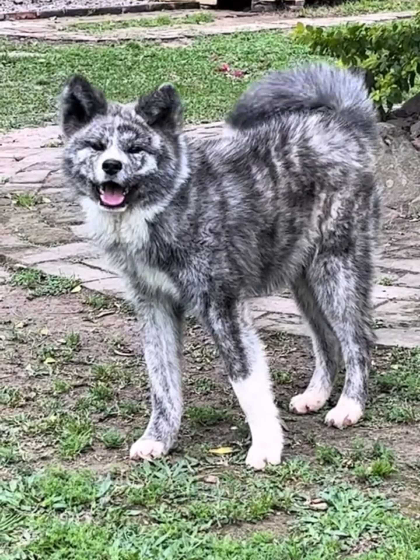 @Doggy Discovery