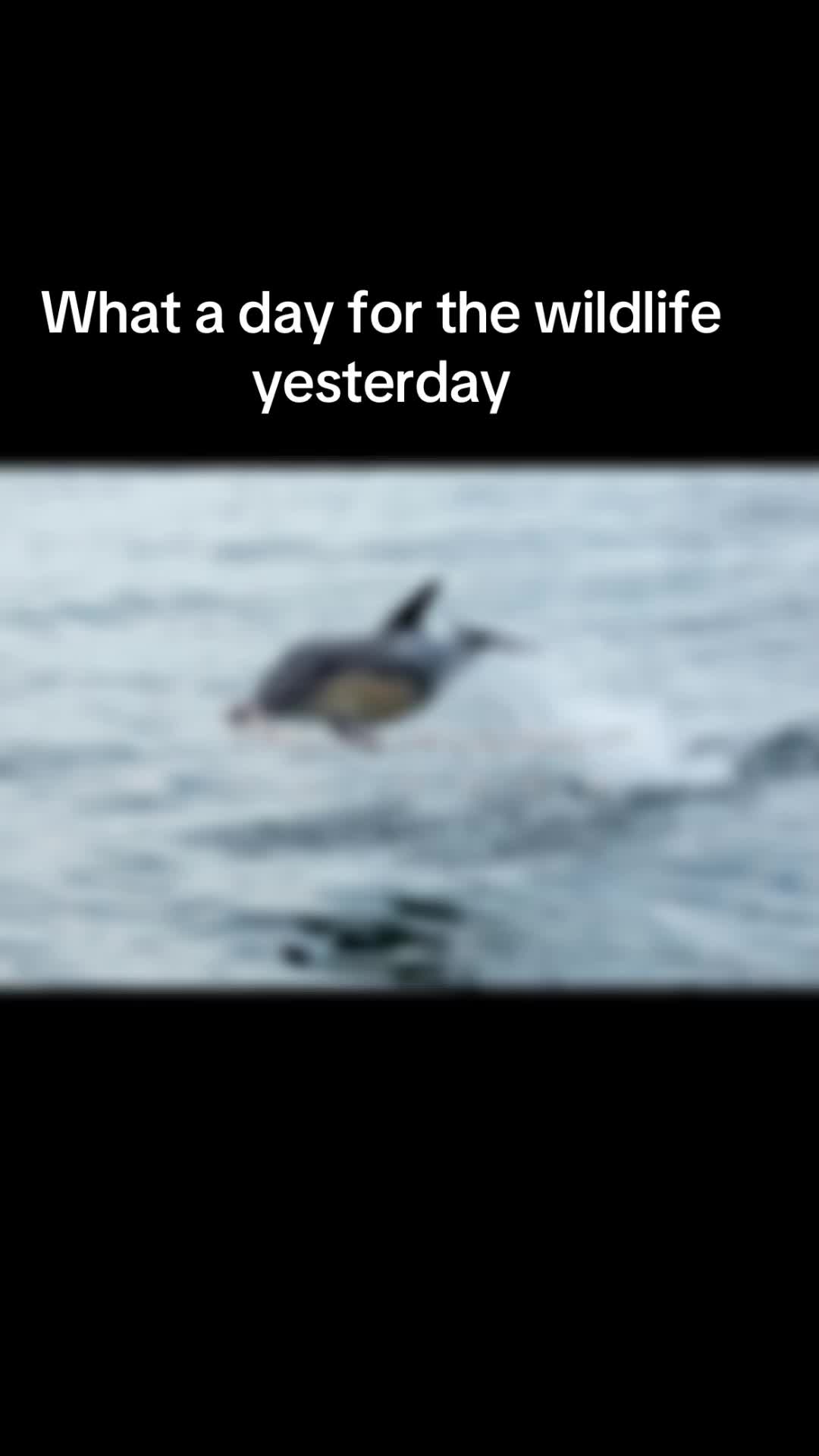 @Staffa Trips