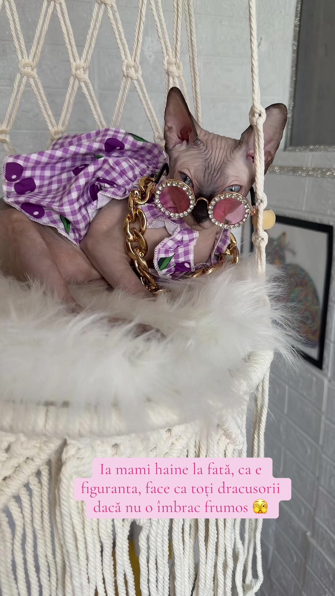 @Diana Ciortan Sphynx Romania