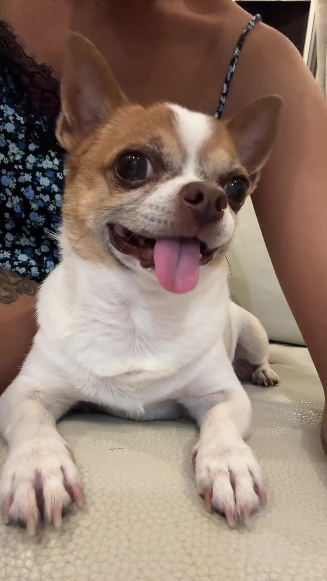@Ninja_chihuahua