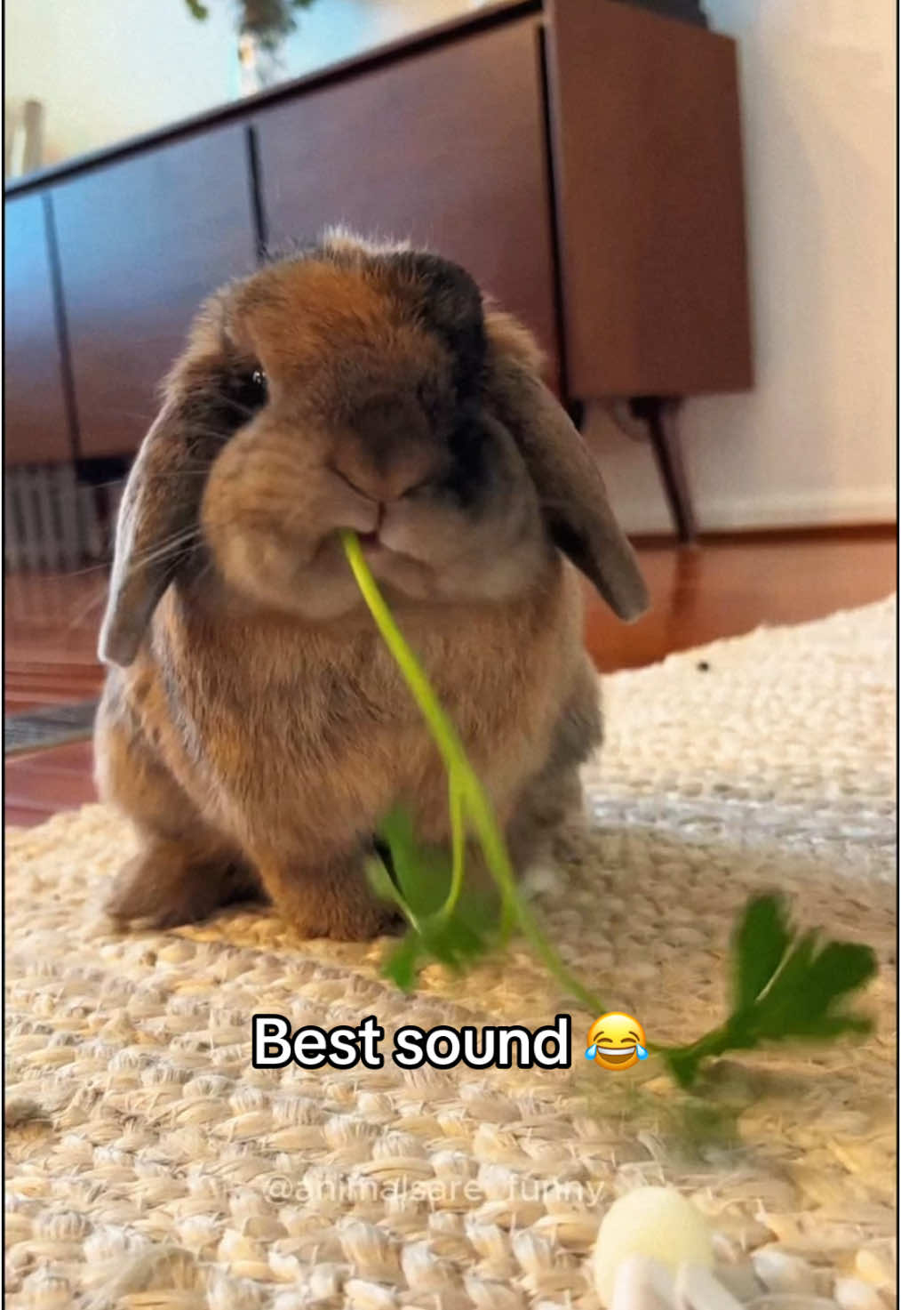 @Funny animals ๐น๐ถ๐บ๐ธ