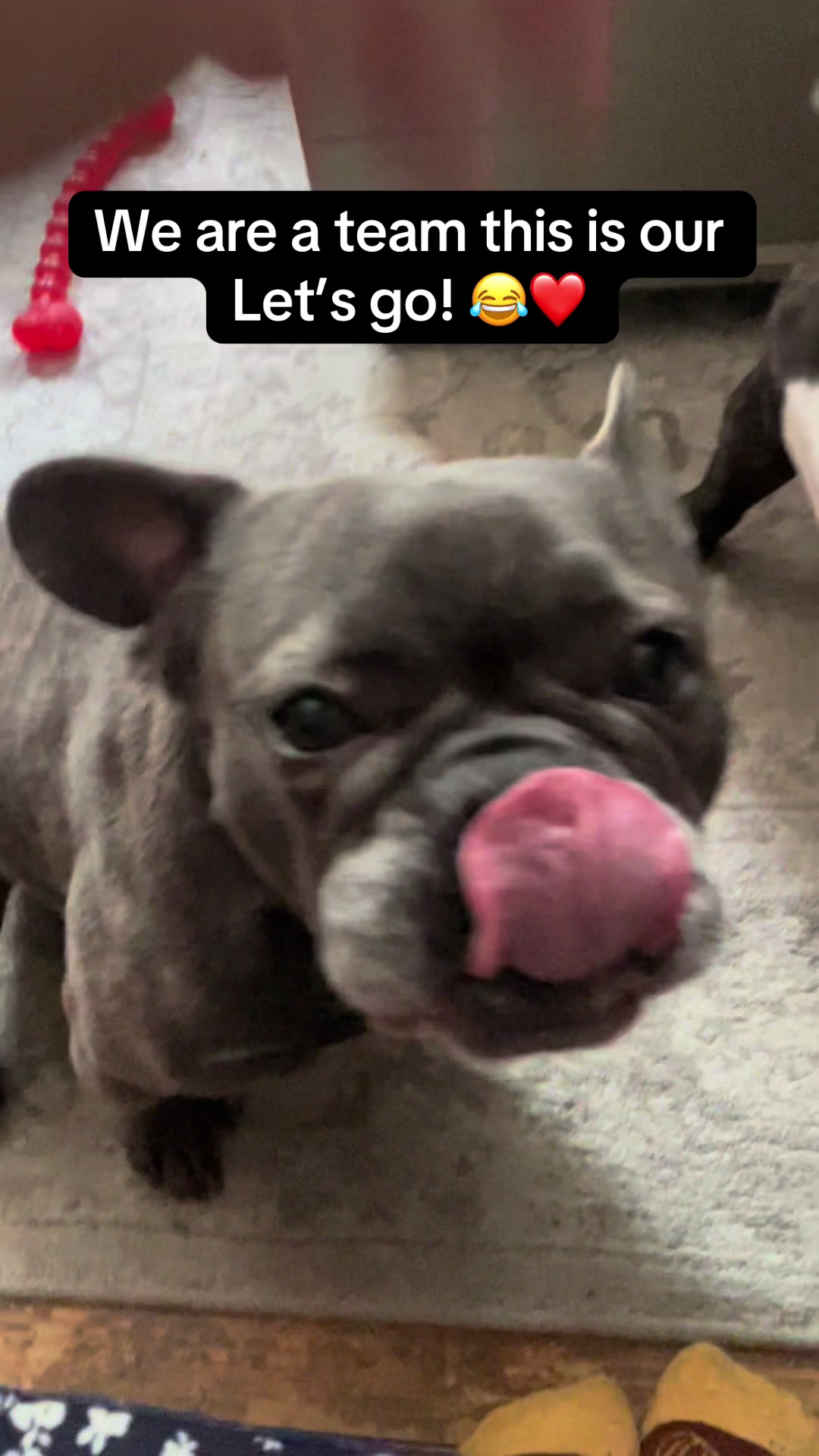 @Mad Hol, Oz & Zeus ❤️