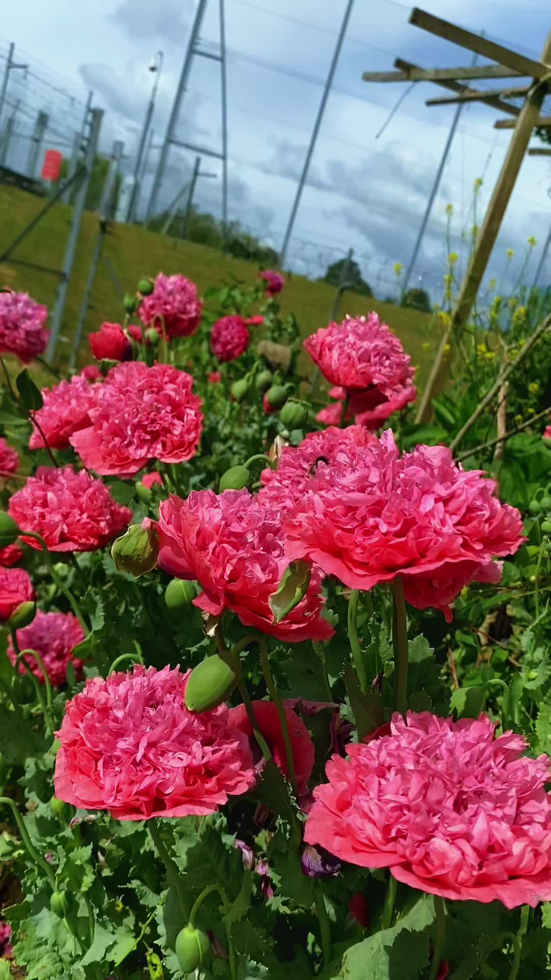 @🌺Flower&rsquo;s&ensp;Lover❤️