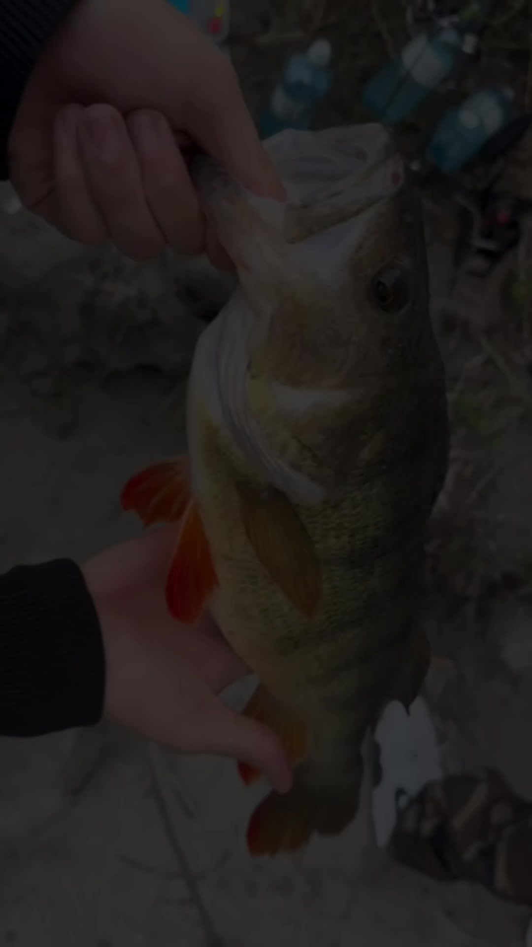 @ViennaDsFishing