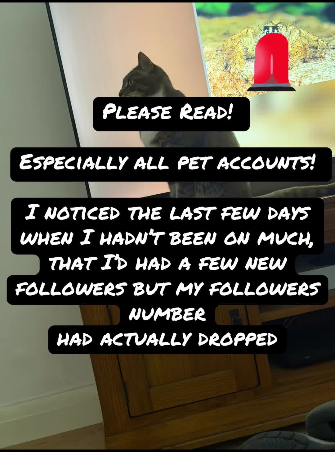 @TheCatandDogTeam
