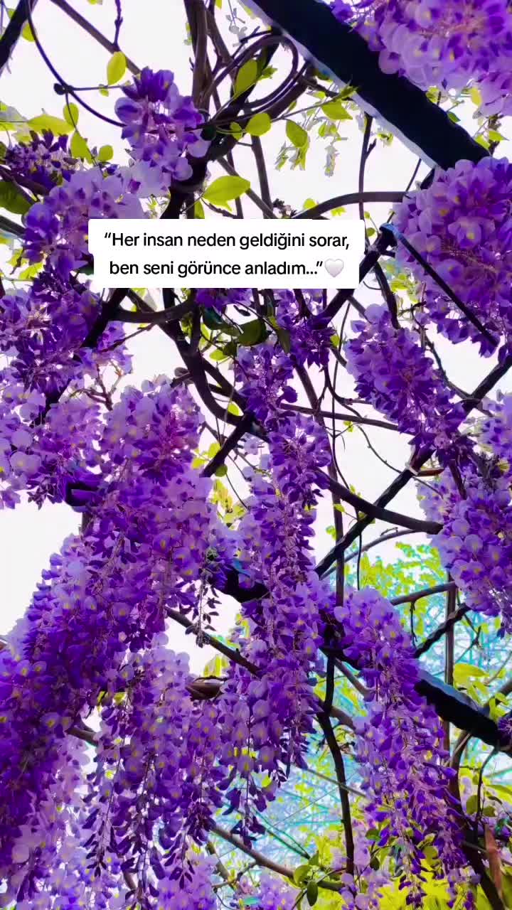 @Güler_4242