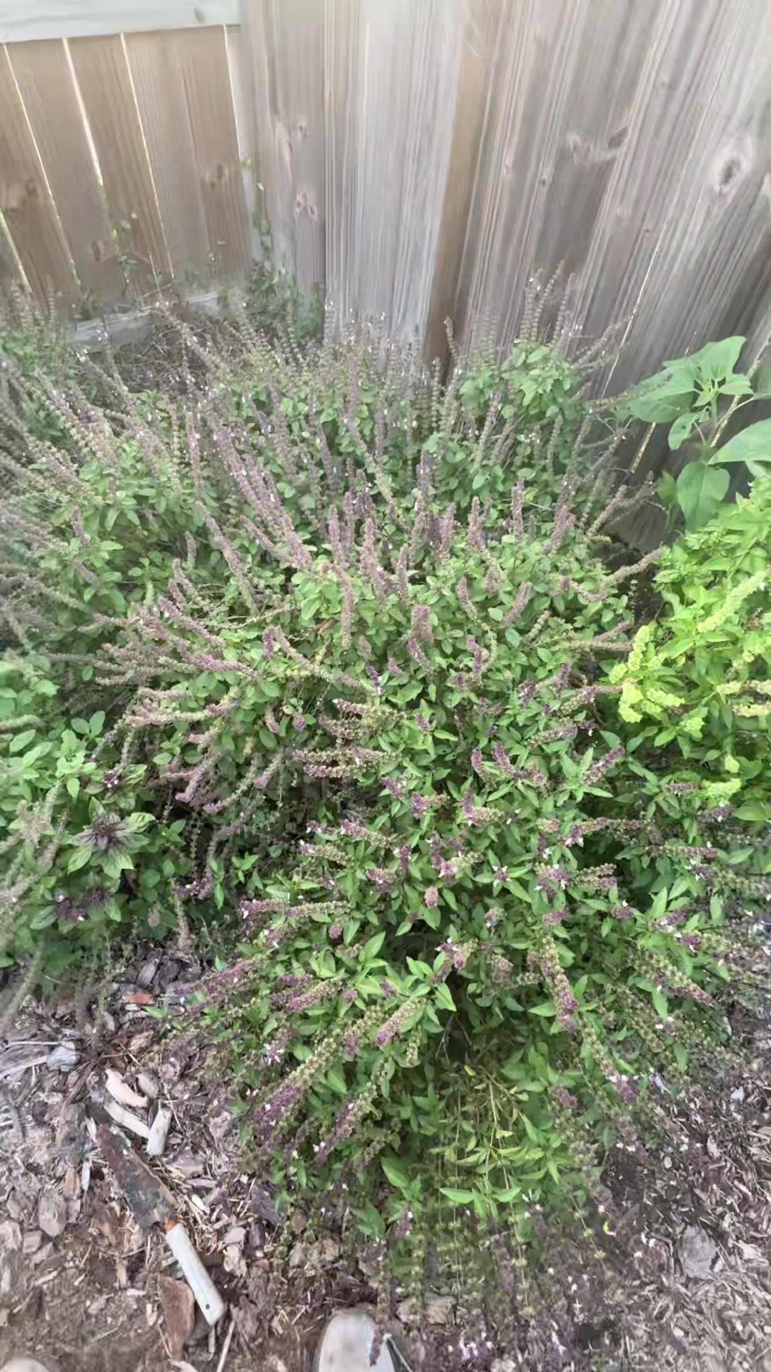 @themagicvalleygardener