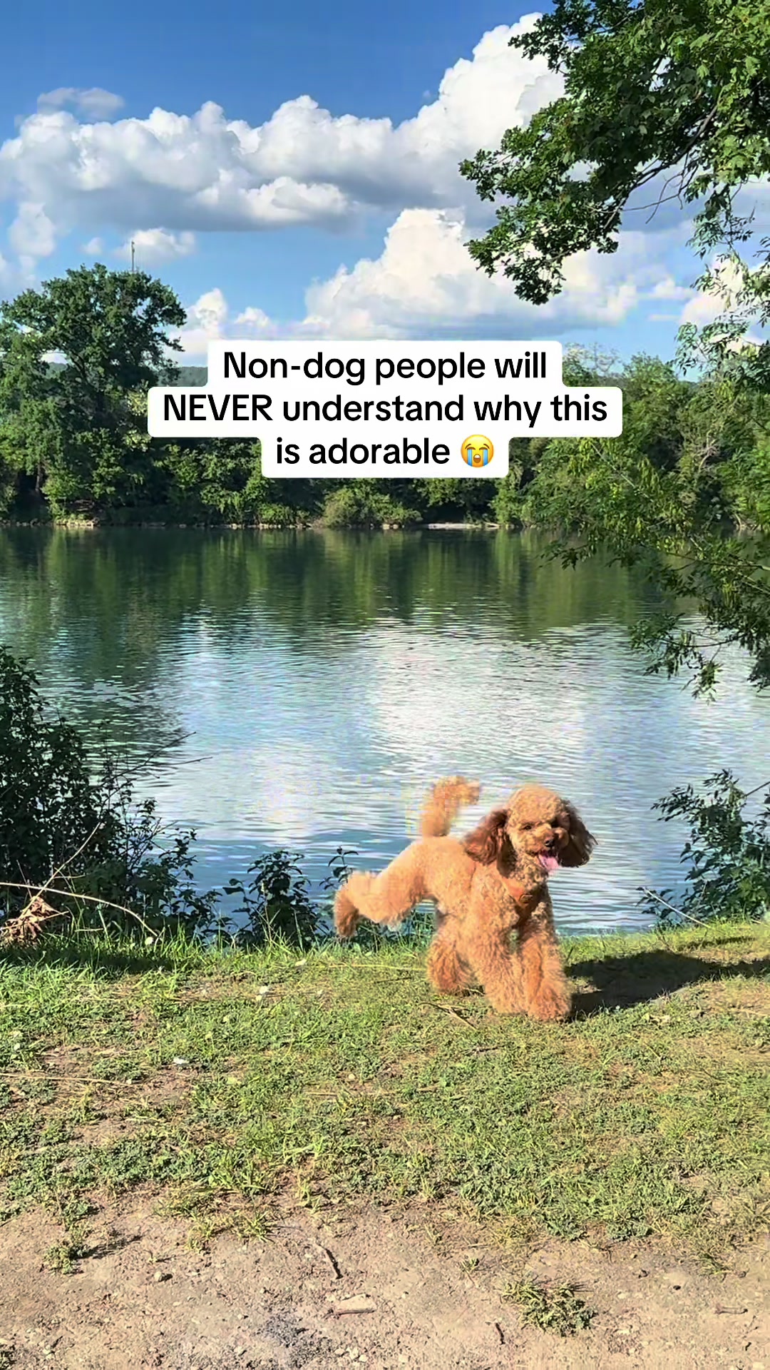 @Two & A Half Poodles | Dog Mom
