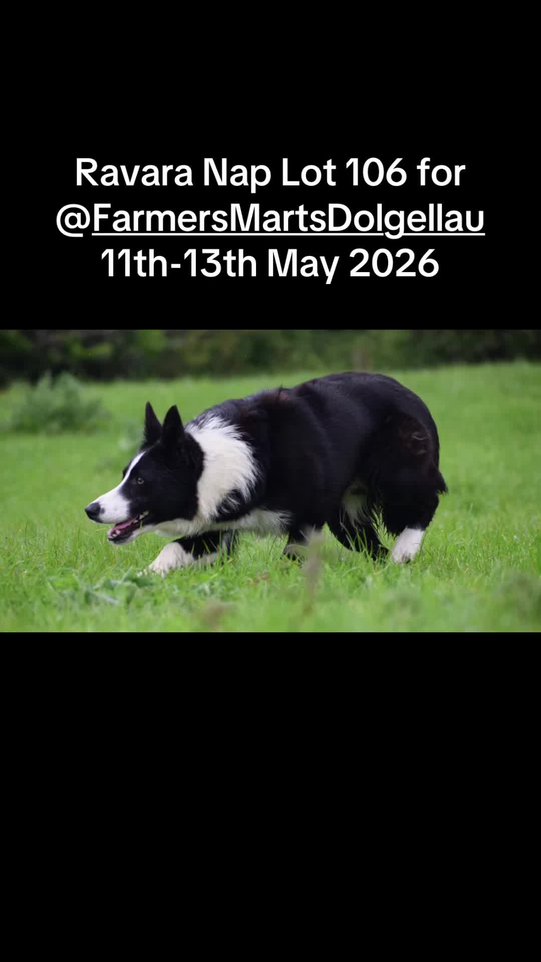 @Ravara and Murray’s sheepdogs
