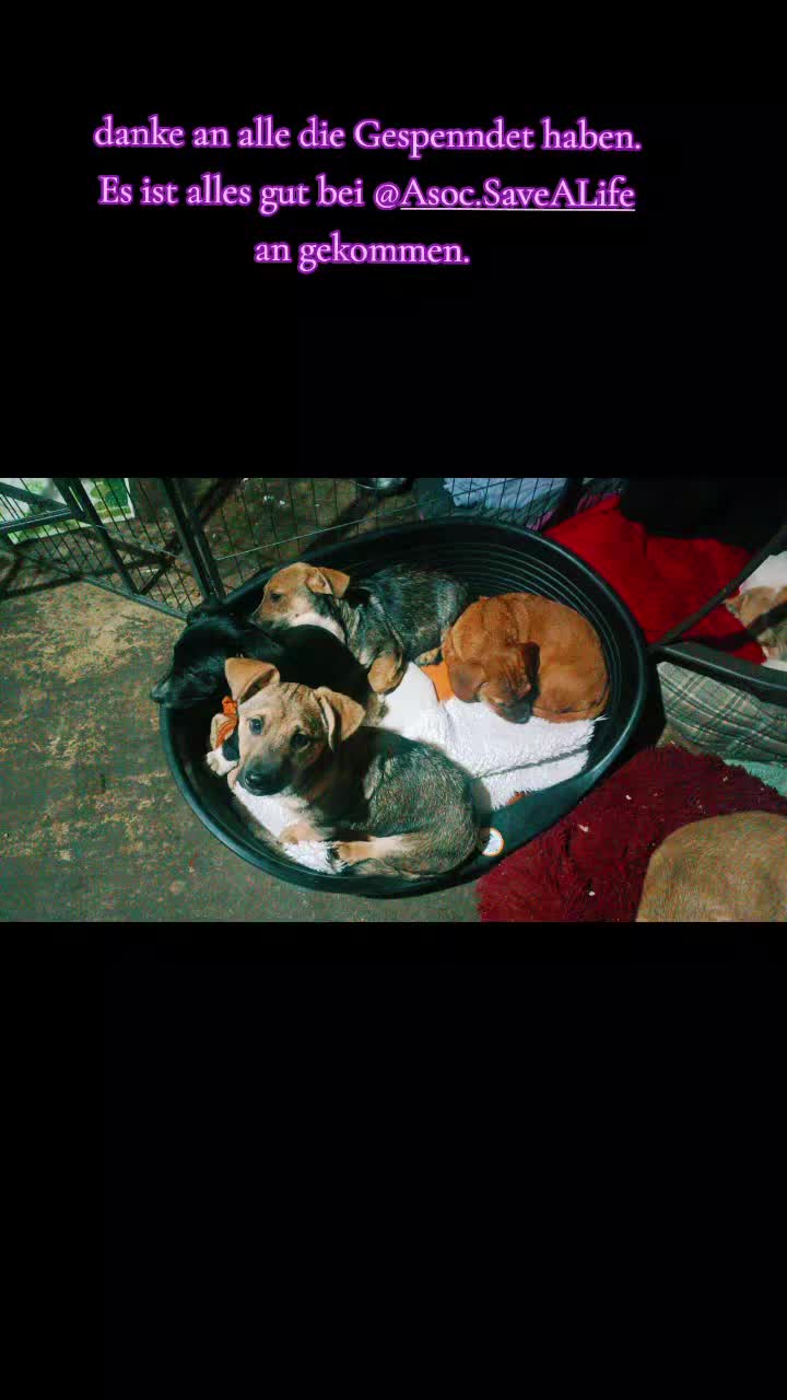 @🐾🐕 Mo 🐕🐾