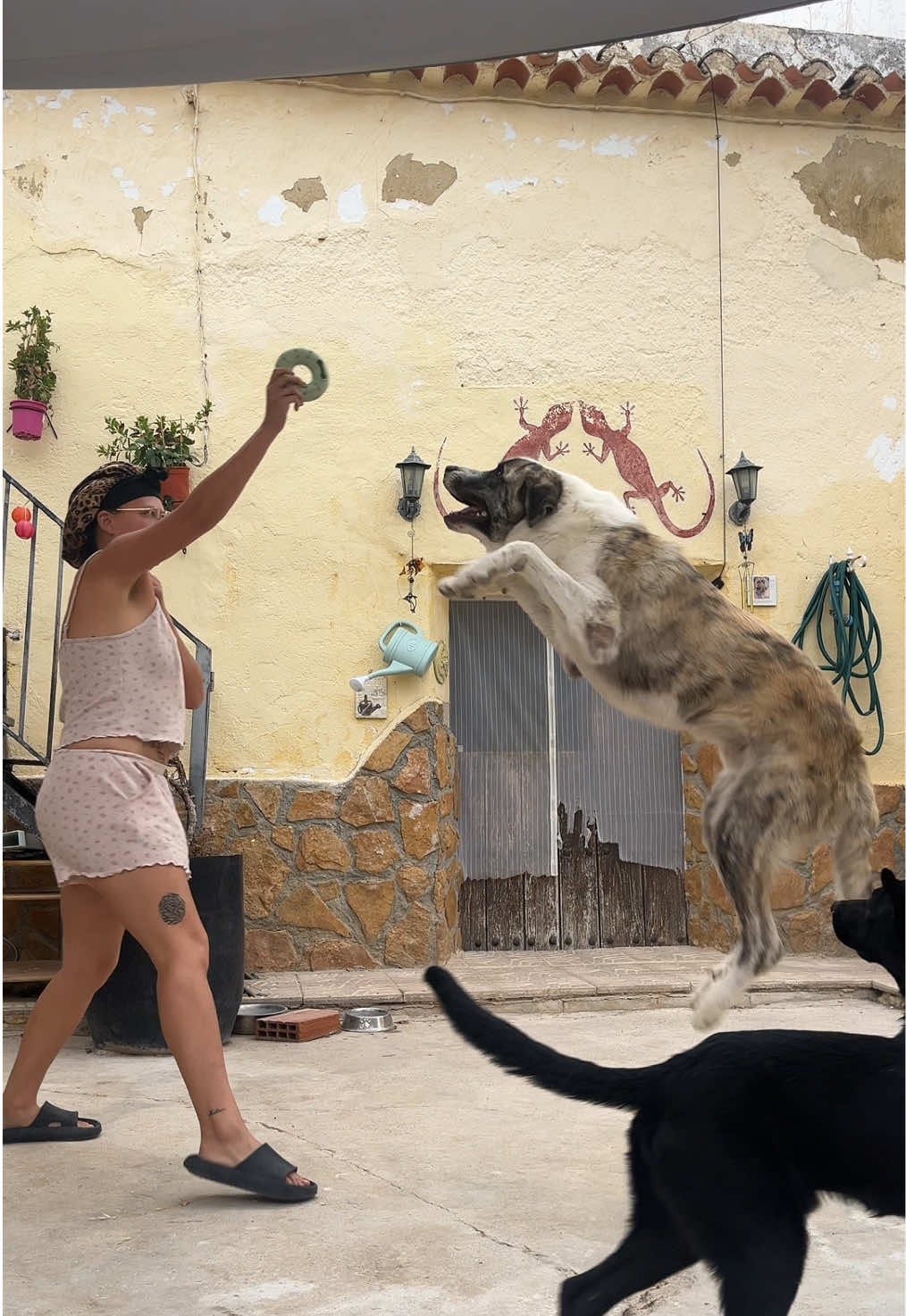 @Evy • Balance for Paws