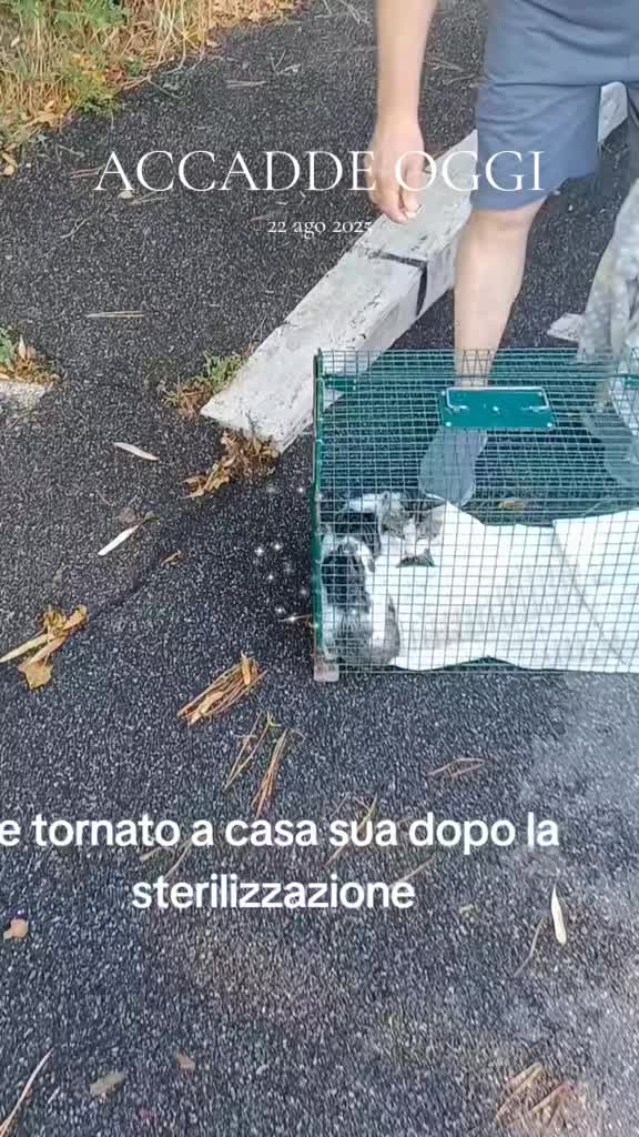 @amica dei gatti