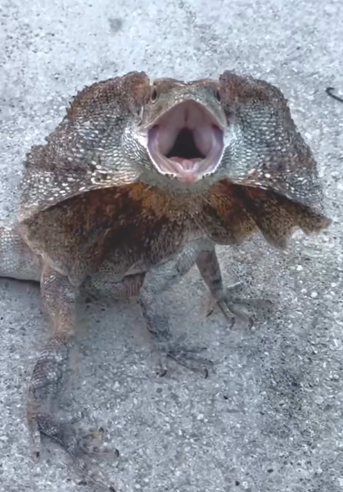 @Tommys_reptiles