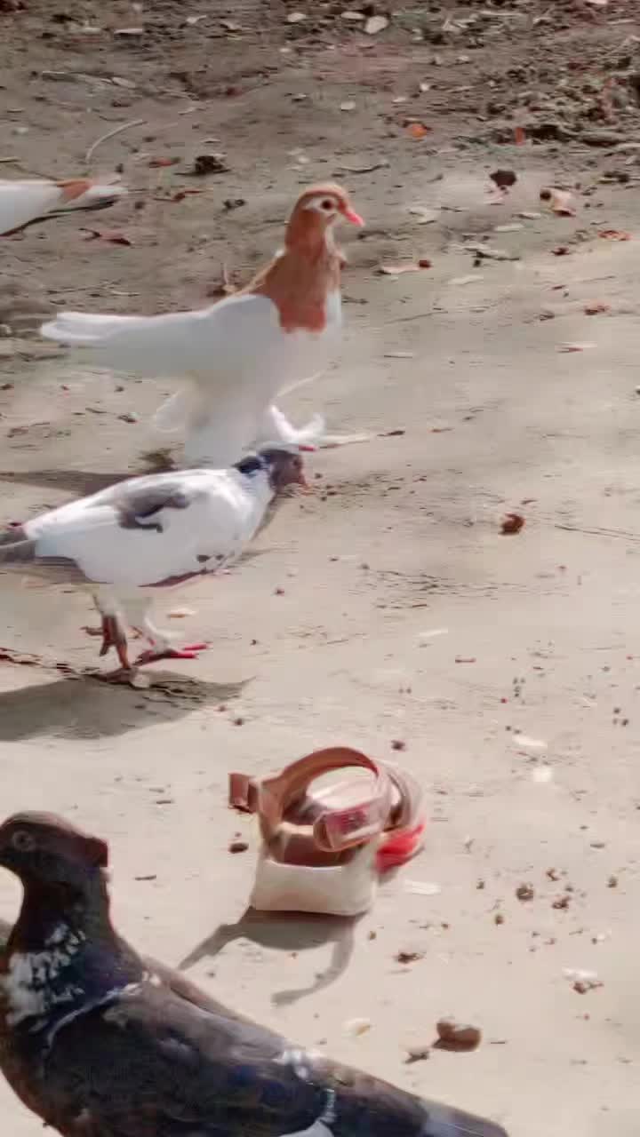 @best Birds912