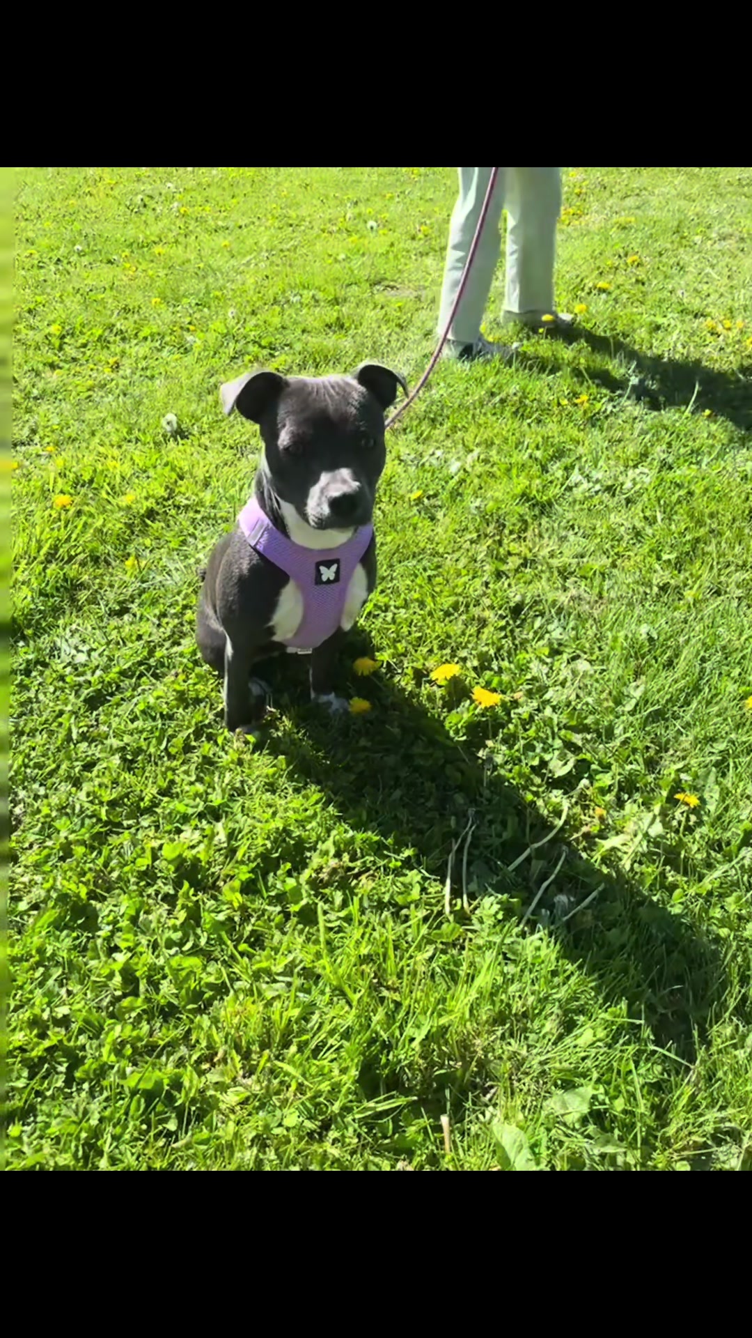 @staffy Alya