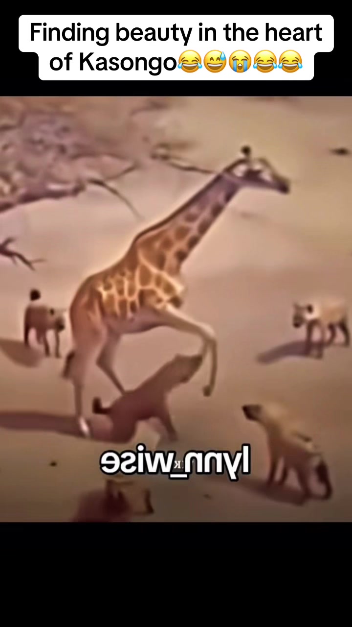 @Roi De la Jungle
