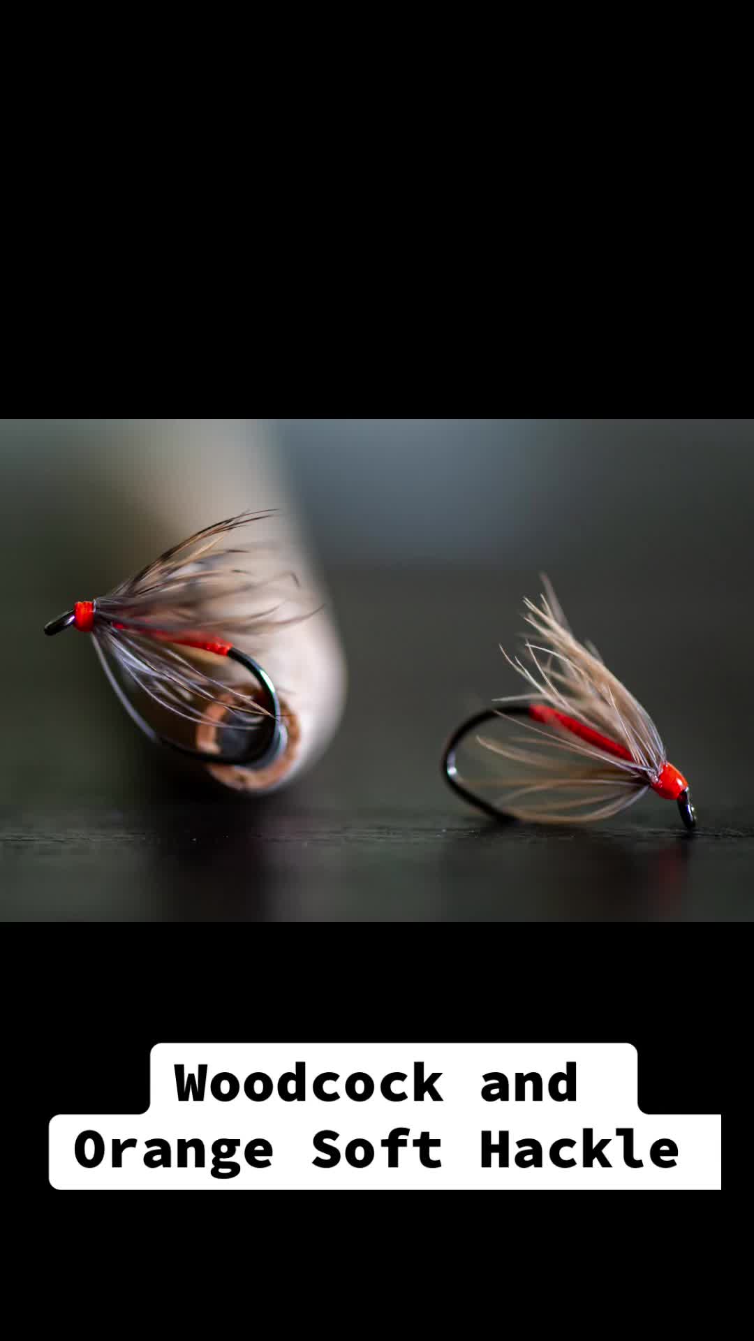 @Finley Fly