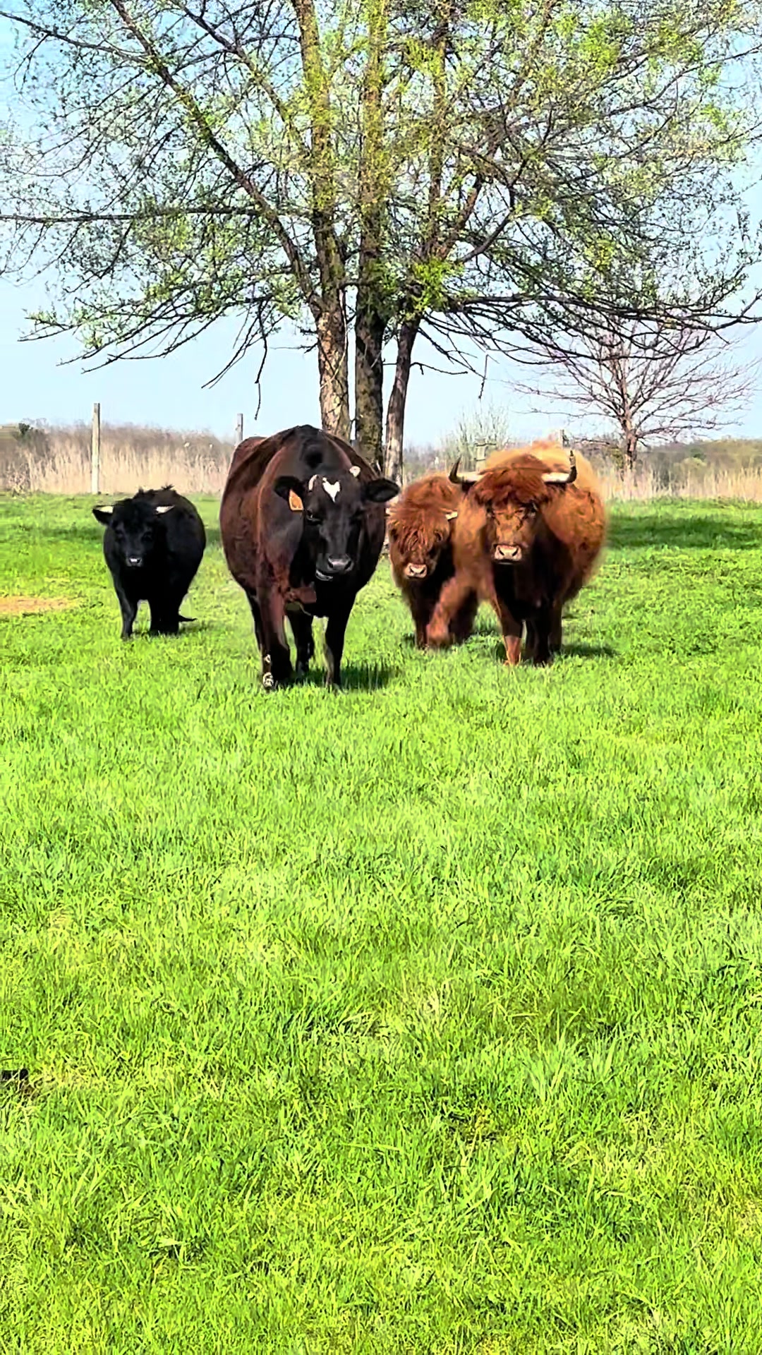 @eastwood_homestead
