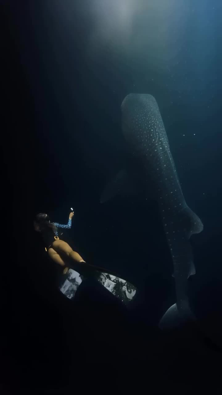 @Ocean Ramsey Sharks